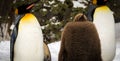 Baby penguin sleeping with two adults