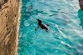 Baby penguin swimming in the pool. Royalty Free Stock Photo