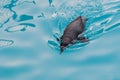 Baby penguin swimming in the pool. Royalty Free Stock Photo