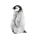 Baby penguin watercolor illustration. Hand drawn realistic cute fluffy emperor penguin nestling. Aptenodytes forsteri