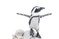 Baby penguin with wings outstretched on rocks