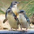 Baby penguins in melbourne zoo Royalty Free Stock Photo