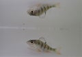 Baby perch underwater alone in a summer day