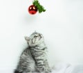 Baby pet cat during christmas time. Little cute Scottish Straight kitten  looks at red Christmas balls Royalty Free Stock Photo