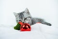 Baby pet cat during christmas time. Little cute Scottish Straight kitten  looks at red Christmas balls Royalty Free Stock Photo