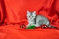 Baby pet cat during christmas time. Little cute Scottish Straight kitten near Christmas tree balls Royalty Free Stock Photo