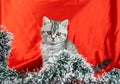 Baby pet cat during christmas time. Little cute Scottish Straight kitten near Christmas tree decorative garland Royalty Free Stock Photo