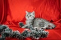 Baby pet cat during christmas time. Little cute Scottish Straight kitten near Christmas tree decorative garland Royalty Free Stock Photo