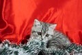 Baby pet cat during christmas time. Little cute Scottish Straight kitten near Christmas tree decorative garland Royalty Free Stock Photo