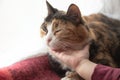 Baby petting a cat. Children`s hand strokes and touches a sleeping cat. Pets