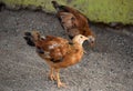 Baby Pheasant Chick Looking Very Cute