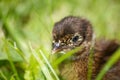Baby pheasant on grass Royalty Free Stock Photo
