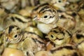 Baby pheasant in incubator, close up chicks hatched from an eggs in farm hatchery