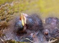 Baby Phoebe Birds Royalty Free Stock Photo