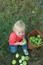 Baby picking apples
