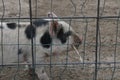 Baby pig behind fence eating Royalty Free Stock Photo