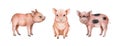 Baby pig farm animal watercolor illustration set. Hand drawn sitting, standing piglets. Domestic farm animal. Pink cute Royalty Free Stock Photo