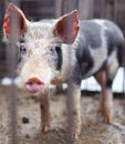 Baby pig in a pigsty Royalty Free Stock Photo