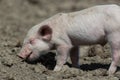 Baby pig Royalty Free Stock Photo