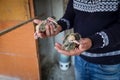 Baby pigeon in the hand of breeder Royalty Free Stock Photo