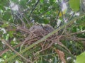 Baby pigeons in nest, approximately eight days old Royalty Free Stock Photo