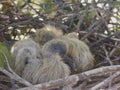 Baby pigeons in nest, approximately three days old Royalty Free Stock Photo