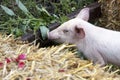 Baby Piglet Bales of Hay