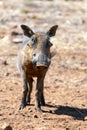 Baby piglet common wild warthog [phacochoerus africanus] in southern Africa Royalty Free Stock Photo