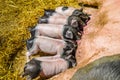 Baby pigs nursing