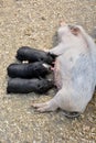 Baby pigs sucking mllk from their mother