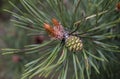 Baby pine cone growing in spring. Closeup. Macro