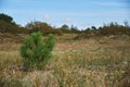 A baby pine tree growing in an empty field in the dunes Royalty Free Stock Photo