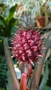 Baby pineapple fruit - details inside the green house at the Botanical garden in Bucharest