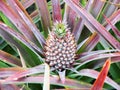 Baby pineapple fruit growing on a plant
