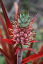 Baby pineapple growing on a plant Royalty Free Stock Photo