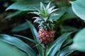 Baby pineapple growing Royalty Free Stock Photo