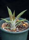 Baby pineapple plant, Ananas comosus Royalty Free Stock Photo