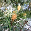 Baby Pinecone in Spring closeup