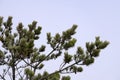 Evergreen tree with pine cones