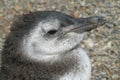 Baby pinguin portrait