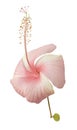 Baby pink hibicus flower isolated