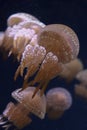 Baby pink jelly fish acuarium singapore