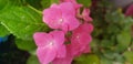 Baby pink pretty hydrangea blossom