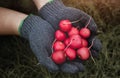 Baby pink radishes group in hand