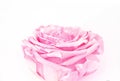 Baby pink rose isolated on white