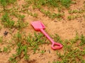 Baby pink shoulder blade lies alone on wet sand with grass Royalty Free Stock Photo