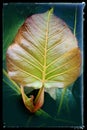 Baby pipal leaf with bud , big sacred Bodhi leaf artistic background ,