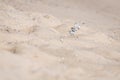 Baby piping plover play around in the sand hills