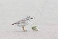 Baby piping plover