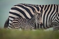 Baby plains zebra behind bank beside mother Royalty Free Stock Photo